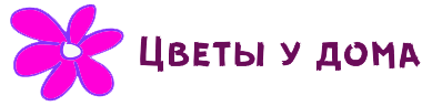 ЦВЕТЫ У ДОМА