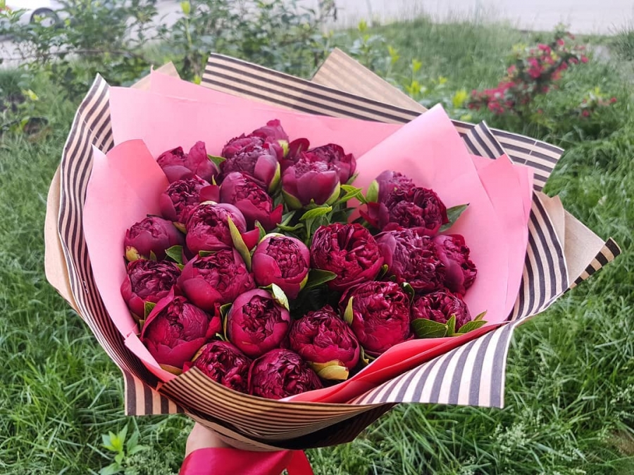 23 Красных Пиона